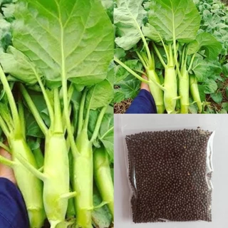 เมล็ดพันธุ์คะน้าเห็ดหอม2,000 เมล็ด 39 บาท
