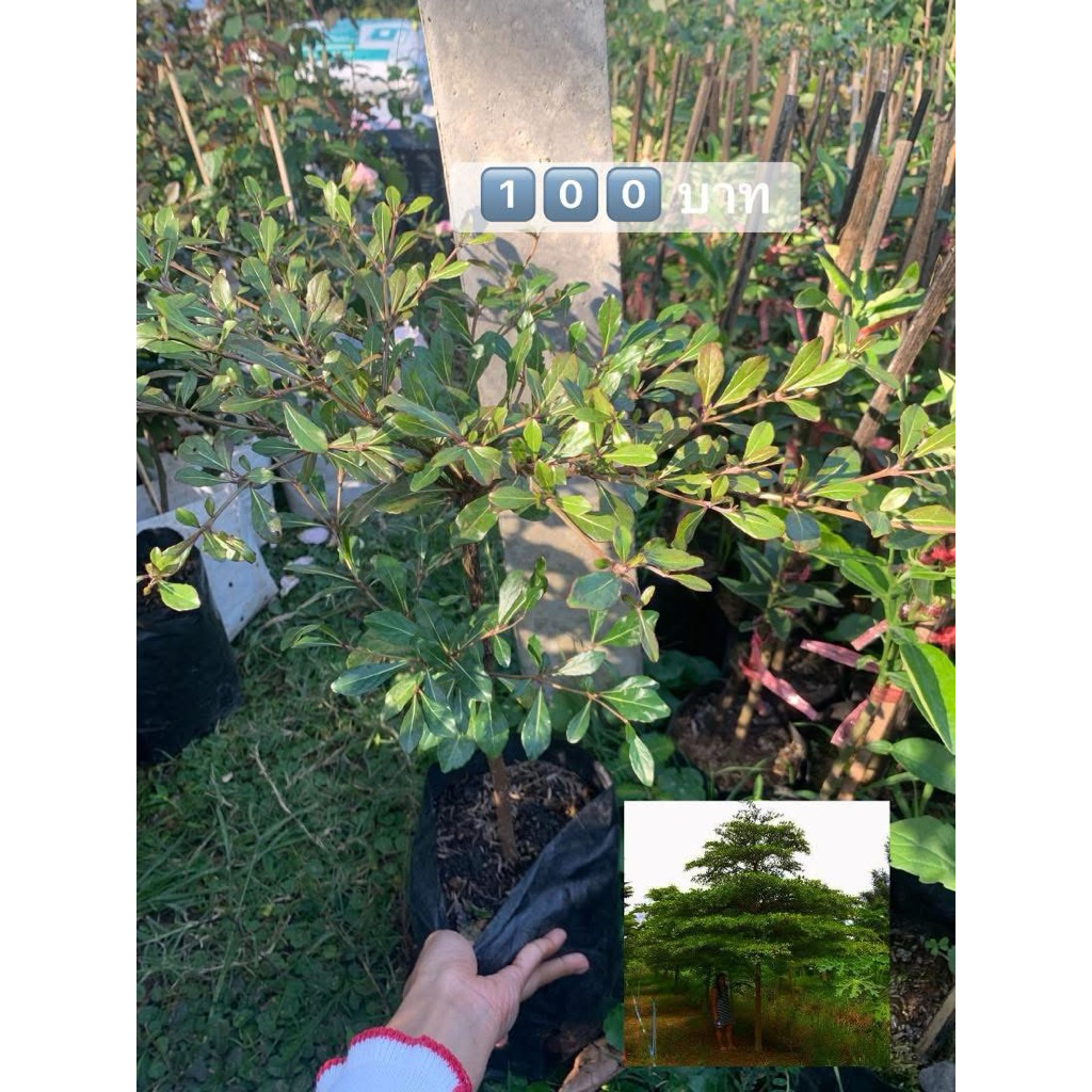 🌲ต้นแผ่บารมีหรือหูกระจง🌲ไม้ให้ร่ม โตเร็ว