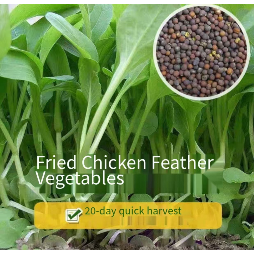 Chicken hair vegetable seeds for autumn and winter family cultivation, high-yield vegetable seeds--s