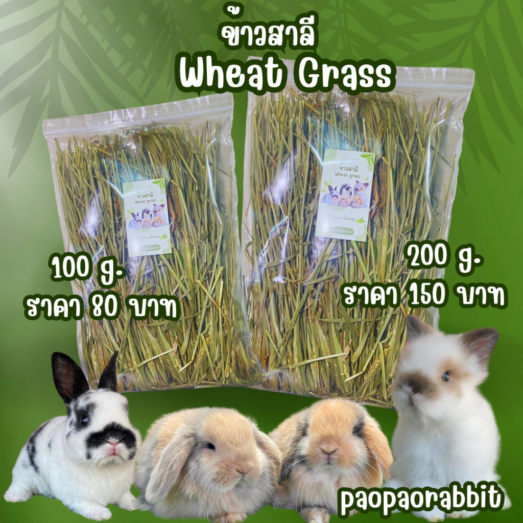Wheat grass 🌾 ต้นข้าวสาลีอบแห้ง