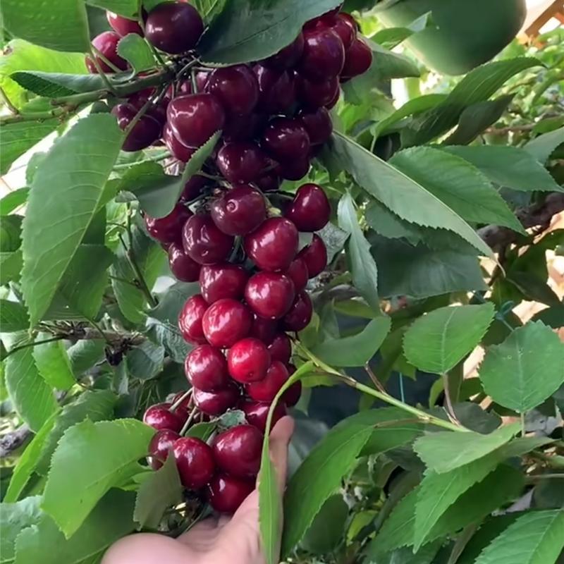 บรรจุ 10 เมล็ด Sweet Cherry Seeds Fruit Seeds เมล็ดพันธุ์ เชอร์รี่ เมล็ดพันธุ์ผลไม้ ต้นไม้กินผล บอนสีพันหายาก Plants - รูปที่ 4