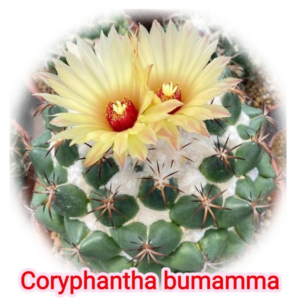 Coryphantha bumamma ช้าวบลูแมมม่า ดอกเหลือง แคคตัส ไม้เมล็ด ส่งทั้งกระถาง