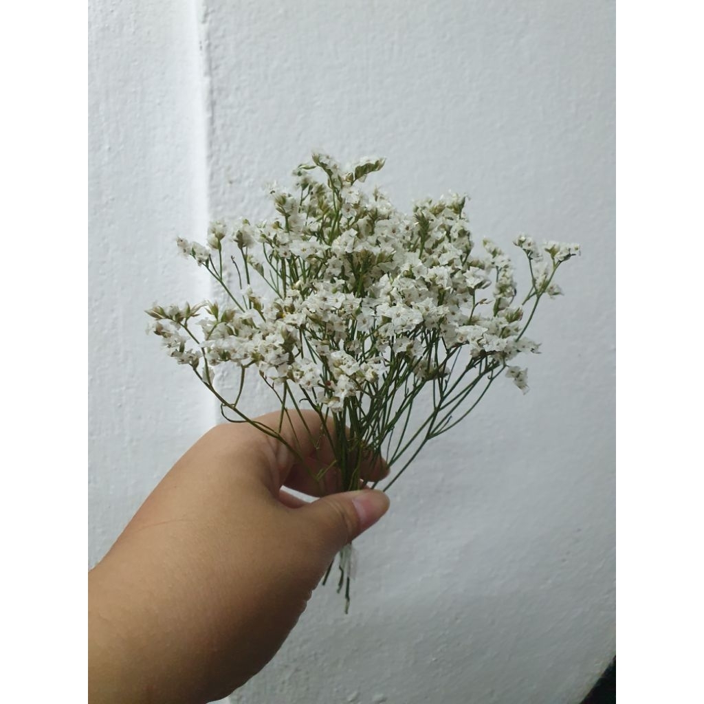 ดอกไม้แห้ง ดอกรวมก้าน 10-15 cm มีหลายชนิดให้เลือก สำหรับงานฝีมือ ช่อดอกไม้ ประดิษฐ์ ของชำร่วย ของขวัญ ราคา ถูกที่สุด ดีลบีเคเค แกลเลอรีภาพที่ 2