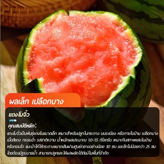 50 เมล็ด เมล็ดพันธุ์แตงโมจิ๋ว แตงโมกระถาง แตงโมแคระติดผลง่าย ผลเล็กน่ารัก เหมาะปลูกกินเอง