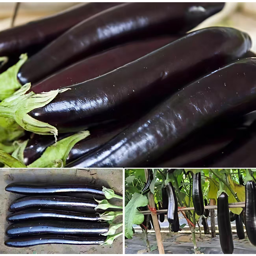 Purple long eggplant seeds, high-yield long eggplant seeds, bonsai vegetable seeds, vegetable garden