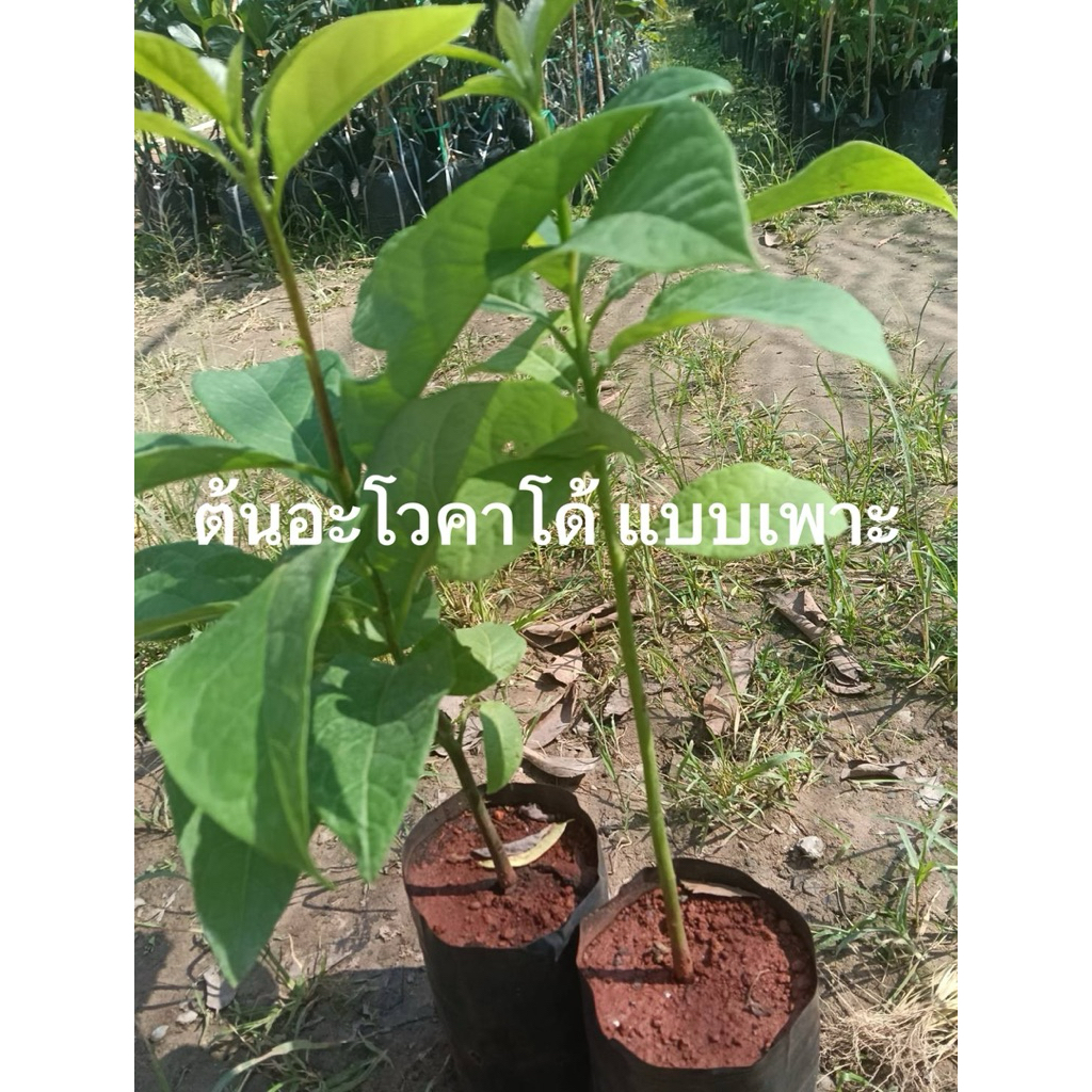 ต้นอะโวคาโด้ แบบเพาะเมล็ด (Avocado)