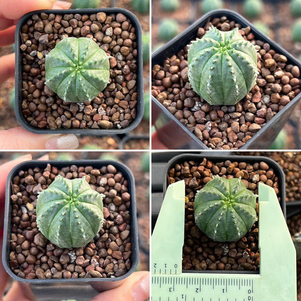 Euphorbia Obesa: ยูโฟเบีย โอเบซา