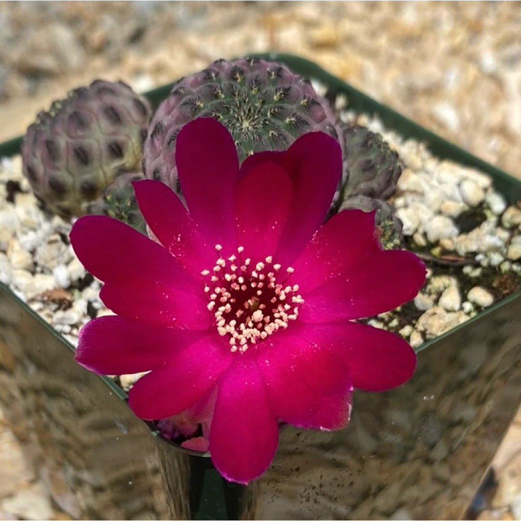 Sulcorebutia rauchii: สตอเบอรี แคคตัส กระบองเพชร