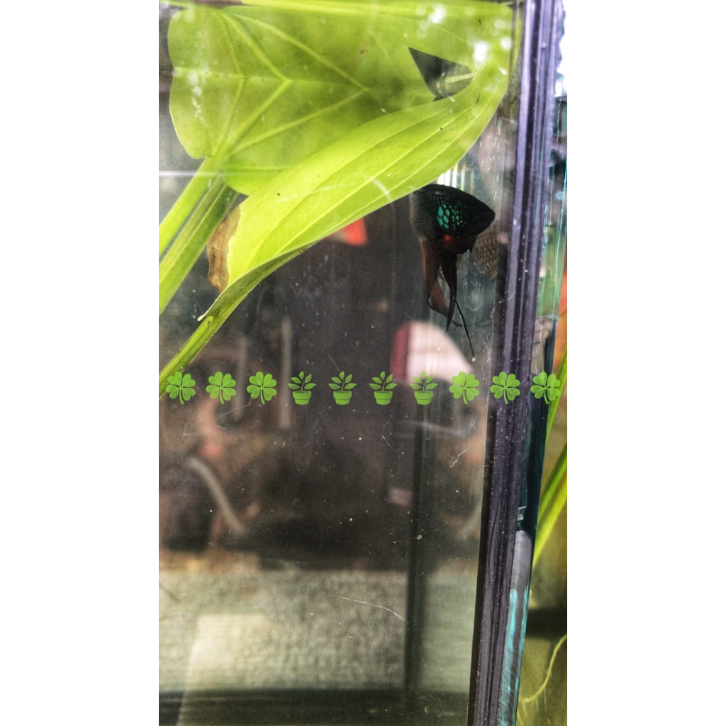 อุปกรณ์เลี้ยงbetta Paากัดกีตาร์เขียวสำหรับเพศผู้