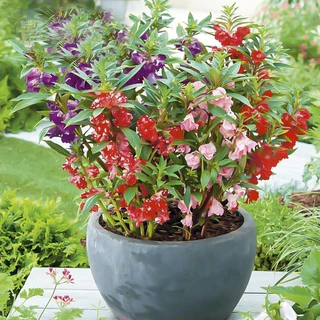 GEMI ซื้อ 5 แถม 5 ฟรี！เมล็ดดอกเทียนซ้อน 180 เมล็ด เทียนกุหลาบ สีขาว, แดง, ชมพู, ม่วง, ด่าง