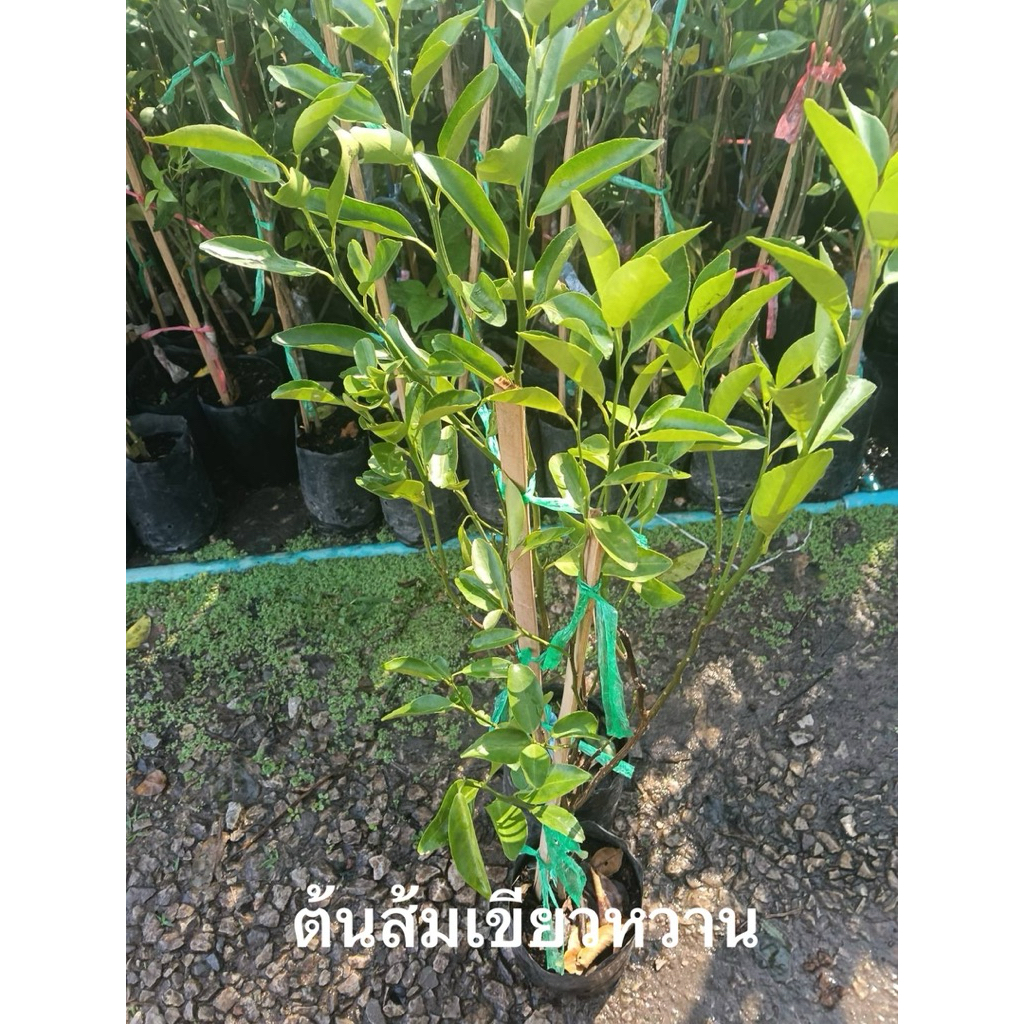 ส้มเขียวหวาน (Tangerine)