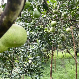 [คัดผิวปานกลาง ทรงสวย] ส้มโอขาวใหญ่อัมพวาแท้ ส่งตรงจากสวน ขายเอง - คละไซส์