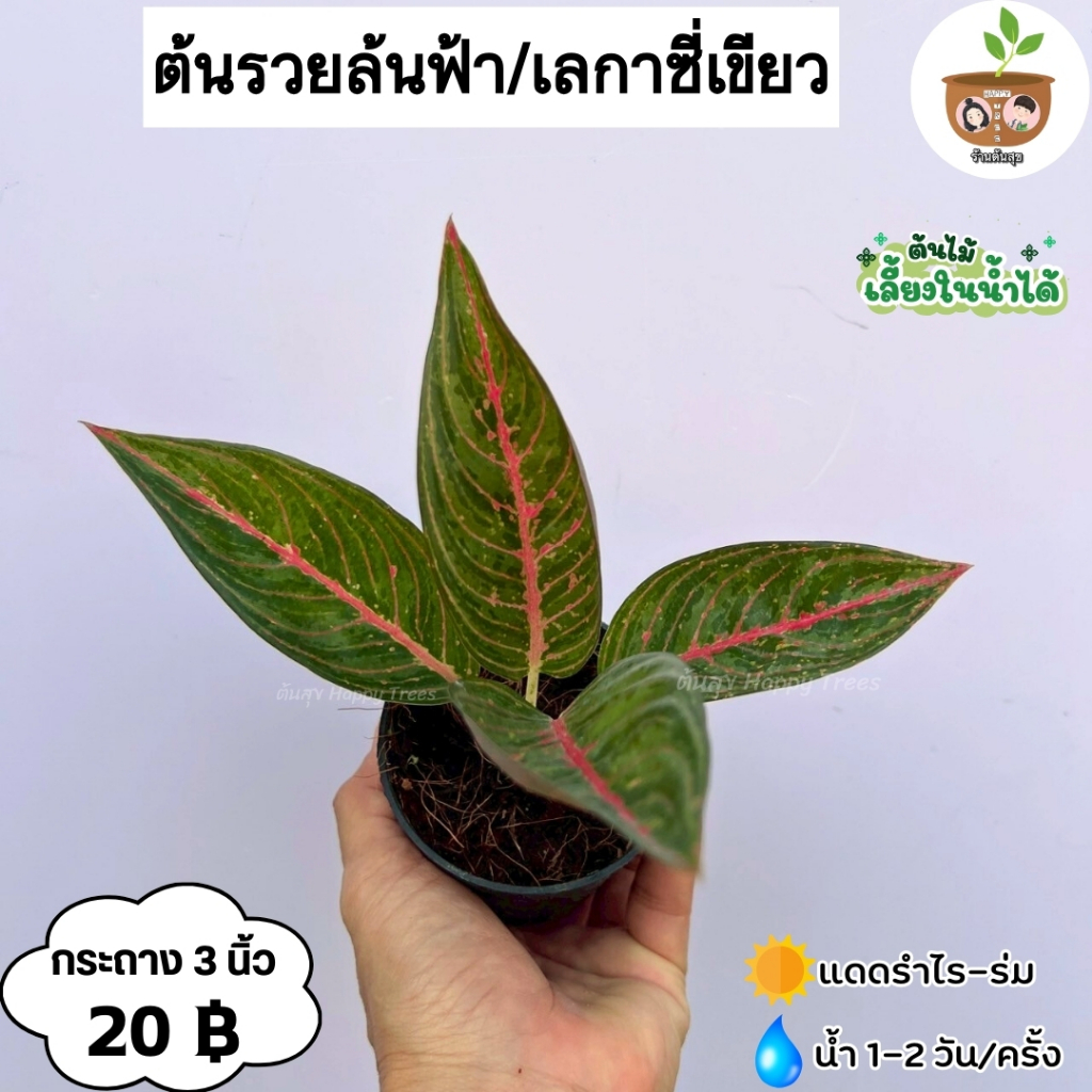 ต้นรวยล้นฟ้า เลกาซี่แดง จัดส่ง 2 ต้นขึ้นไป คละแบบได้