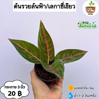 ต้นรวยล้นฟ้า จัดส่ง 2 ต้นขึ้นไป คละแบบได้