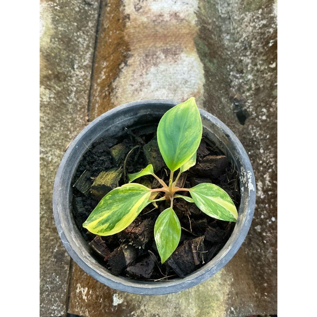 เสน่ห์จันทร์ไฮบริด W01