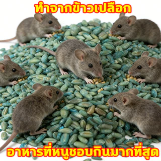 ซากแห้งไม่มีกลิ่นเหม็น ยาฆ่าหนู ซื้อ 1 ได้ 2 ยากำจัดหนู เหยื่อกำจัดหนู ยาเบื้อหนู สารกำจัดหนู ยาเบื่อหนูแห้ง ยาเบื่อหนุ