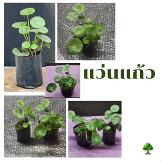 ต้นแว่นแก้วHydrocotyle (ไฮโดรคอทิล)พร้อมลงดิน ในถุงชำ/กระถาง…