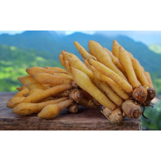 กระชายขาวสดๆ จากสวน คุณภาพดี ออร์แกนิค100%