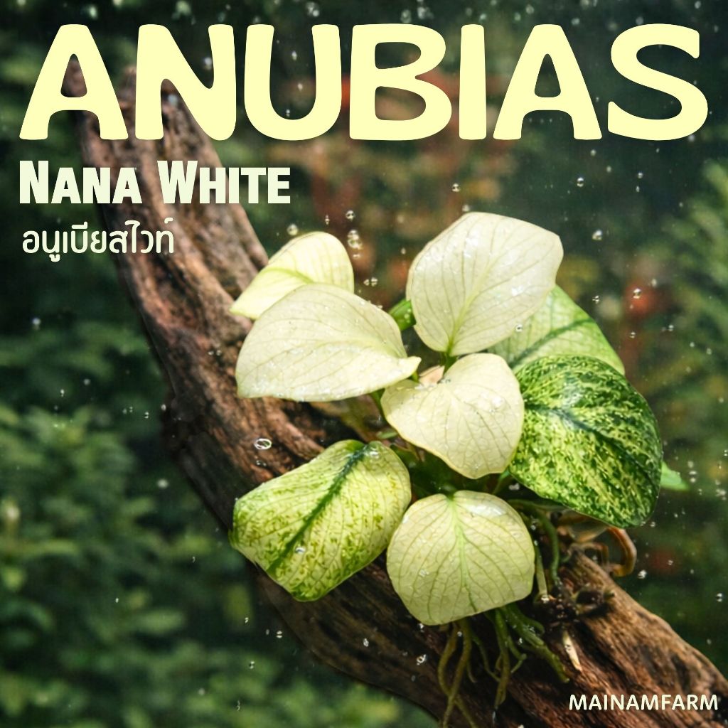 อนูเบียสไวท์ / นานา 'ไวท์' (Anubias Nana White) ต้นไม้น้ำ