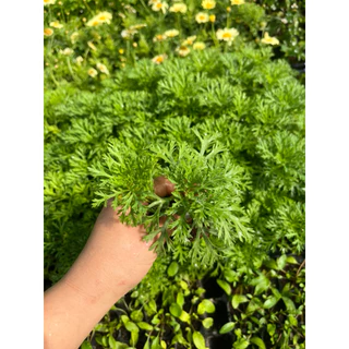 🌱ต้นกล้าแกรนด์ เดซี่โกลด์ 🌼สีเหลือง🪴พร้อมส่ง