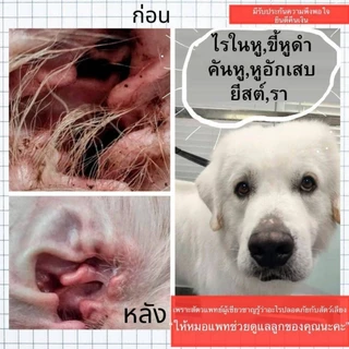 Petsmile น้ำยาเช็ดหูสุนัข เช็ดหูหมาสูตรสัตวแพทย์ ลดกลิ่นเหม็น ออร์แกนิกLongevity by Doctor Chopetch