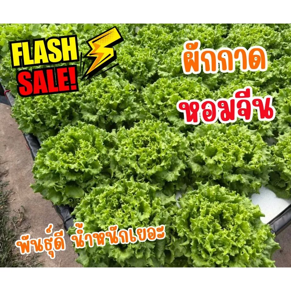 ผักกาดหอมจีน (ทงไห่ ประเทศจีน)0.5 กรัม 300-400 เมล็ด คัดมือคุณภาพ นิยมปลูกในท้องตลาด ราคาดี