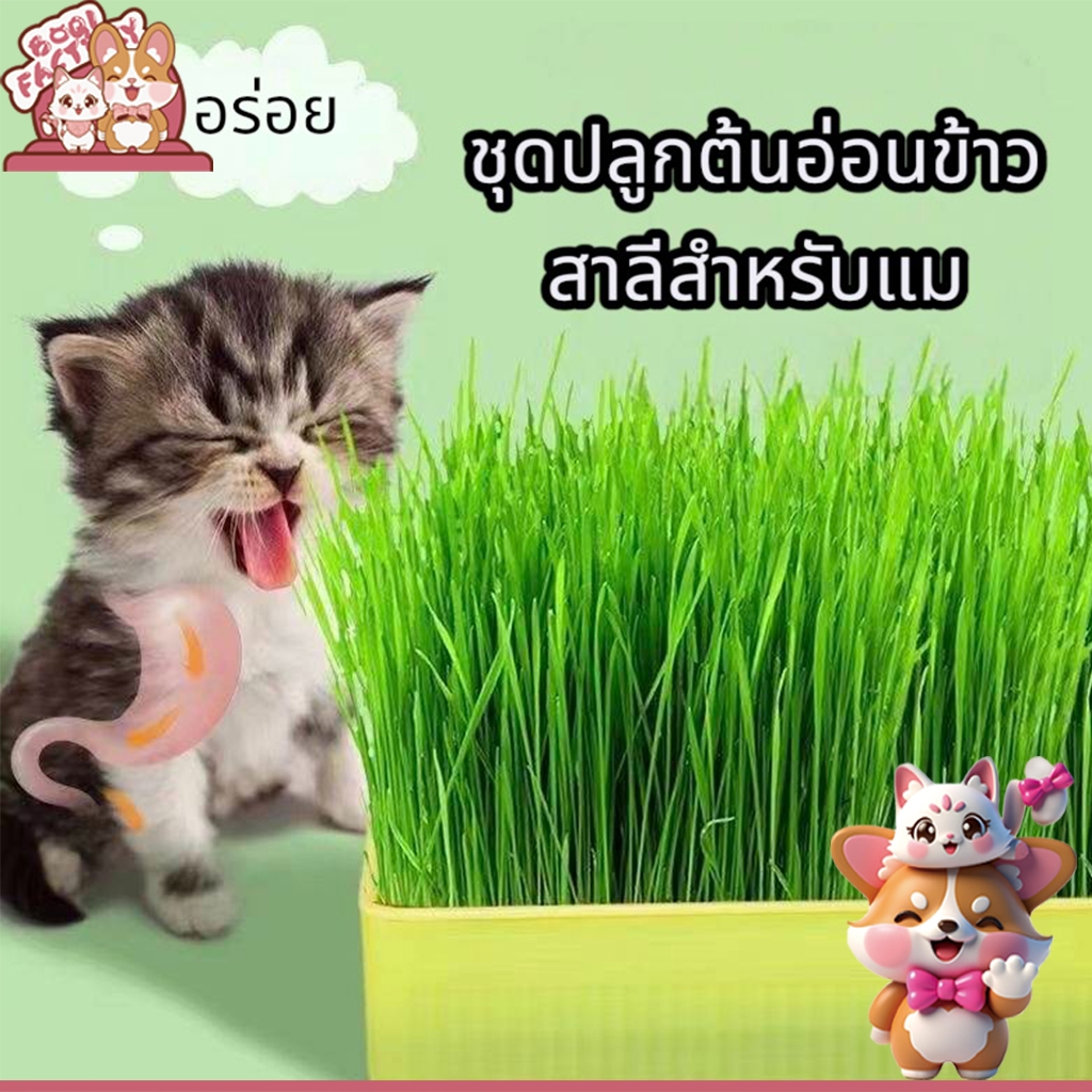 Boqi Factory ชุดปลูกข้าวสาลีแมว พร้อมเมล็ด 🐱 ออร์แกนิค ข้าวสาลีแมวต้หญ้าแมว ถาดเพาะต้นอ่อน YC-409