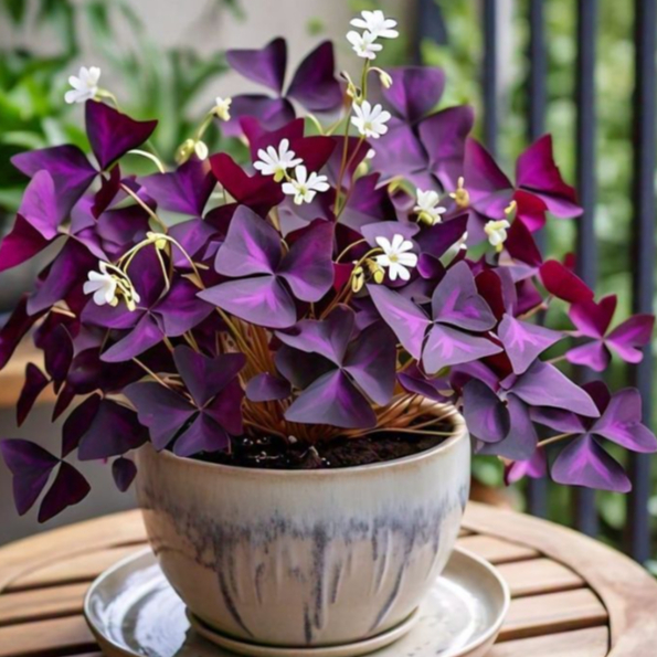 ต้นผีเสื้อราตรี Oxalis triangularis ไม้ใบสีม่วงสวย เลี้ยงง่าย
