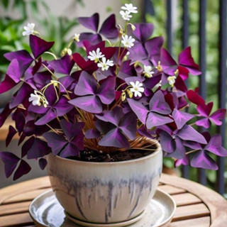ต้นผีเสื้อราตรี Oxalis triangularis ไม้ใบสีม่วงสวย เลี้ยงง่า…
