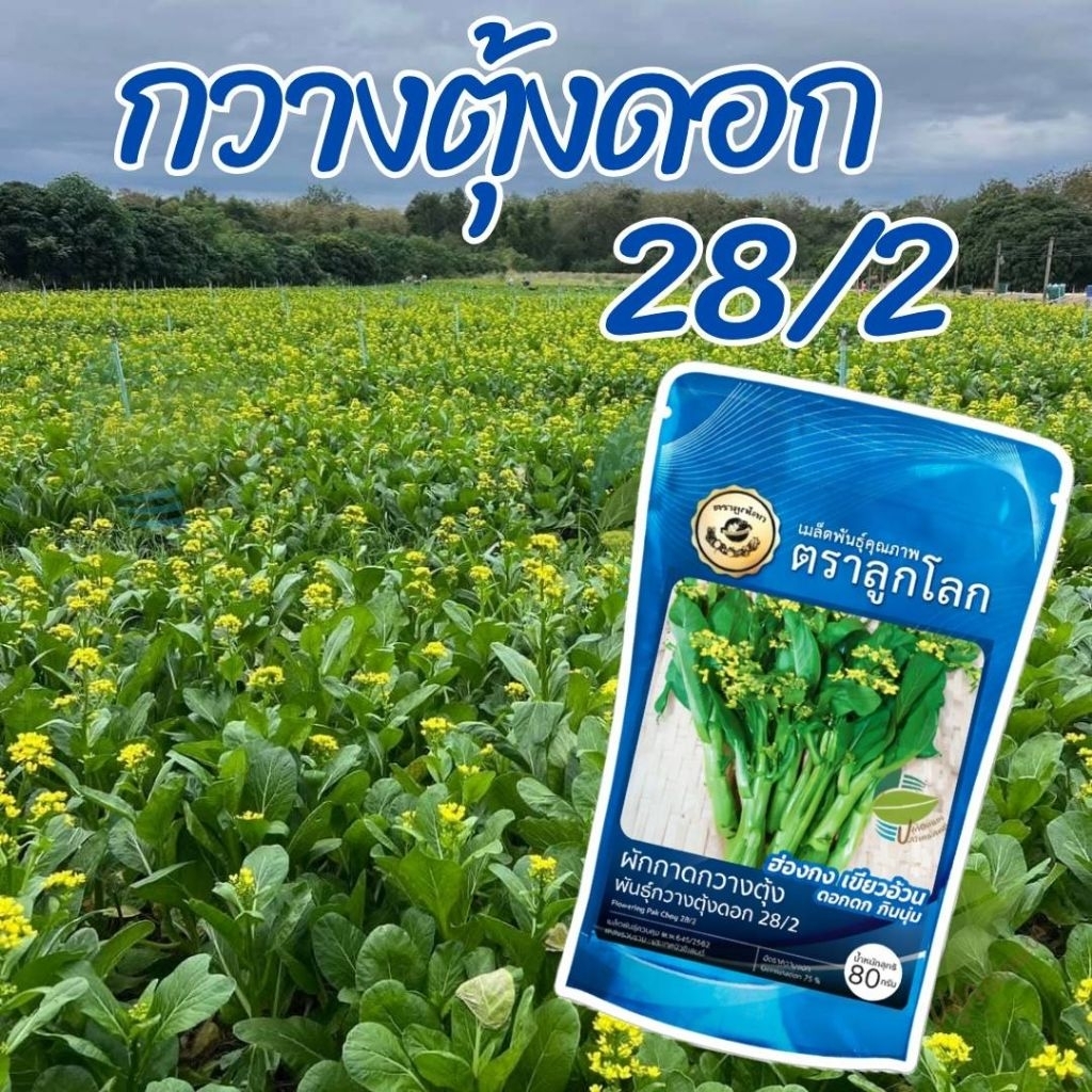 เมล็ดพันธุ์ กวางตุ้งดอก 28/2 ตราลูกโลก ( 80 กรัม )