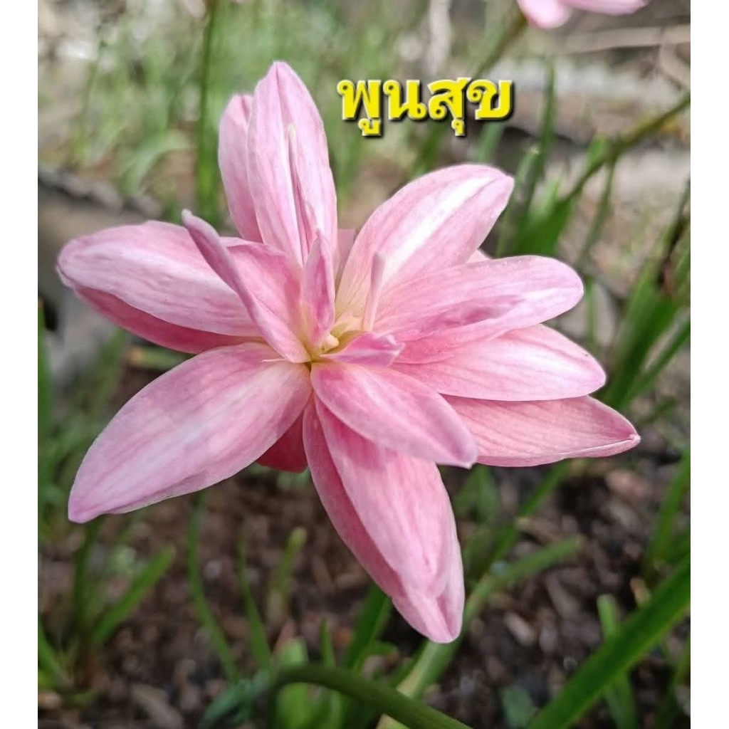 บัวดินพูนสุข(ชมพูดอกซ้อน)