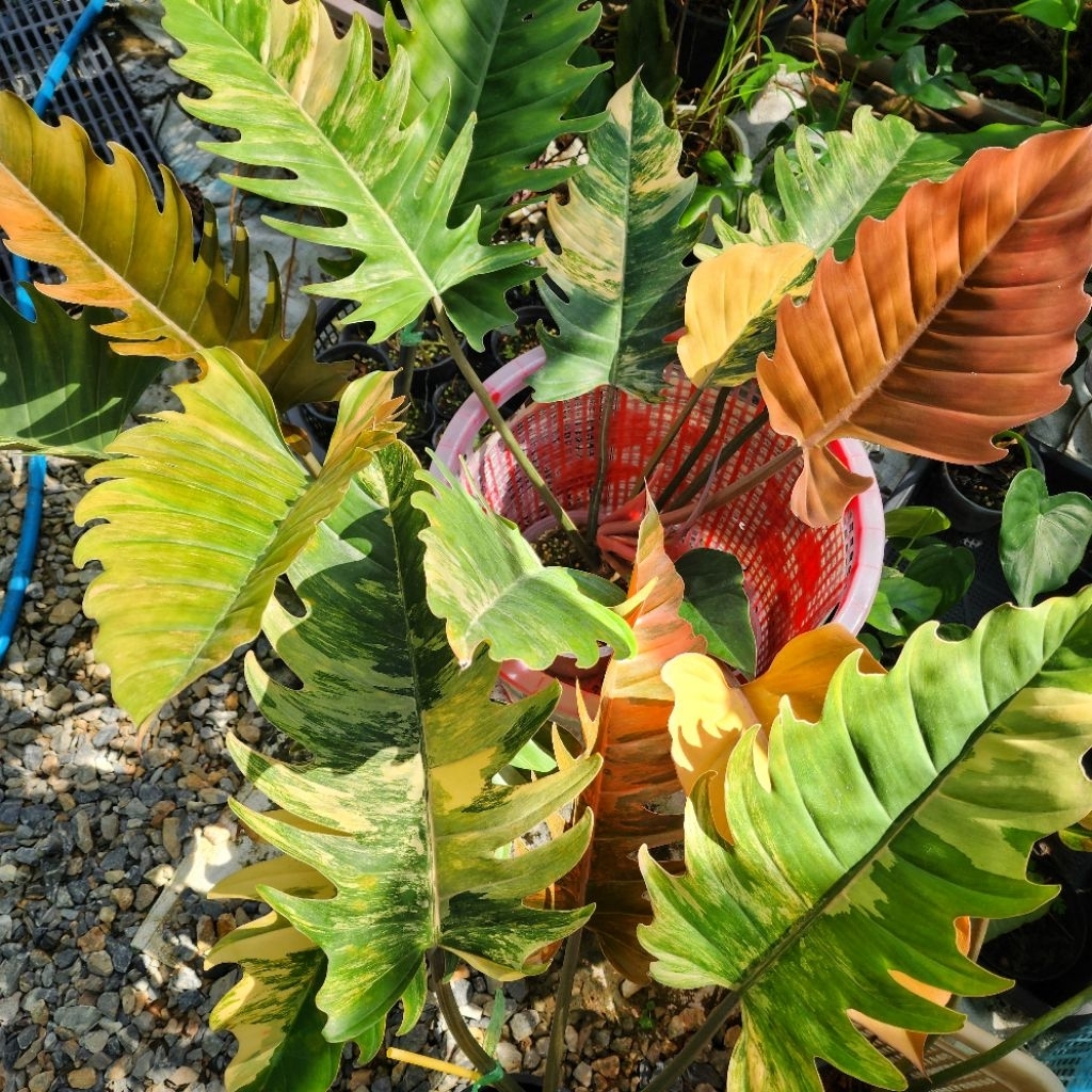 ฟิโลเดนดรอน พิณนาคด่าง philodendron caramel mable V. เลือกต้นได้ ได้ต้นตามภาพ