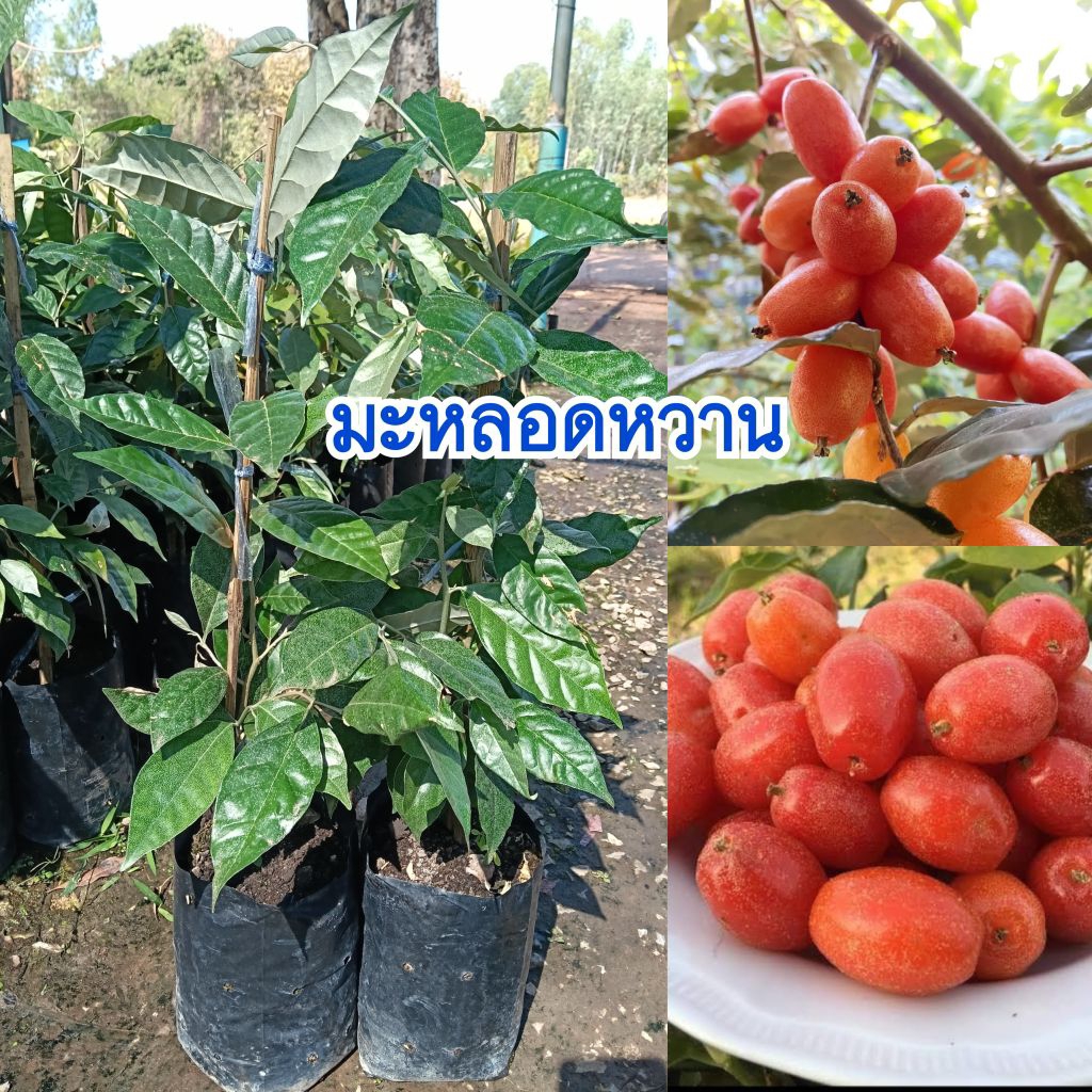 ต้นมะหลอดหวาน (กิ่งตอน) พันธุ์นี้มีรสชาติหวาน ปลูกง่ายโตเร็ว