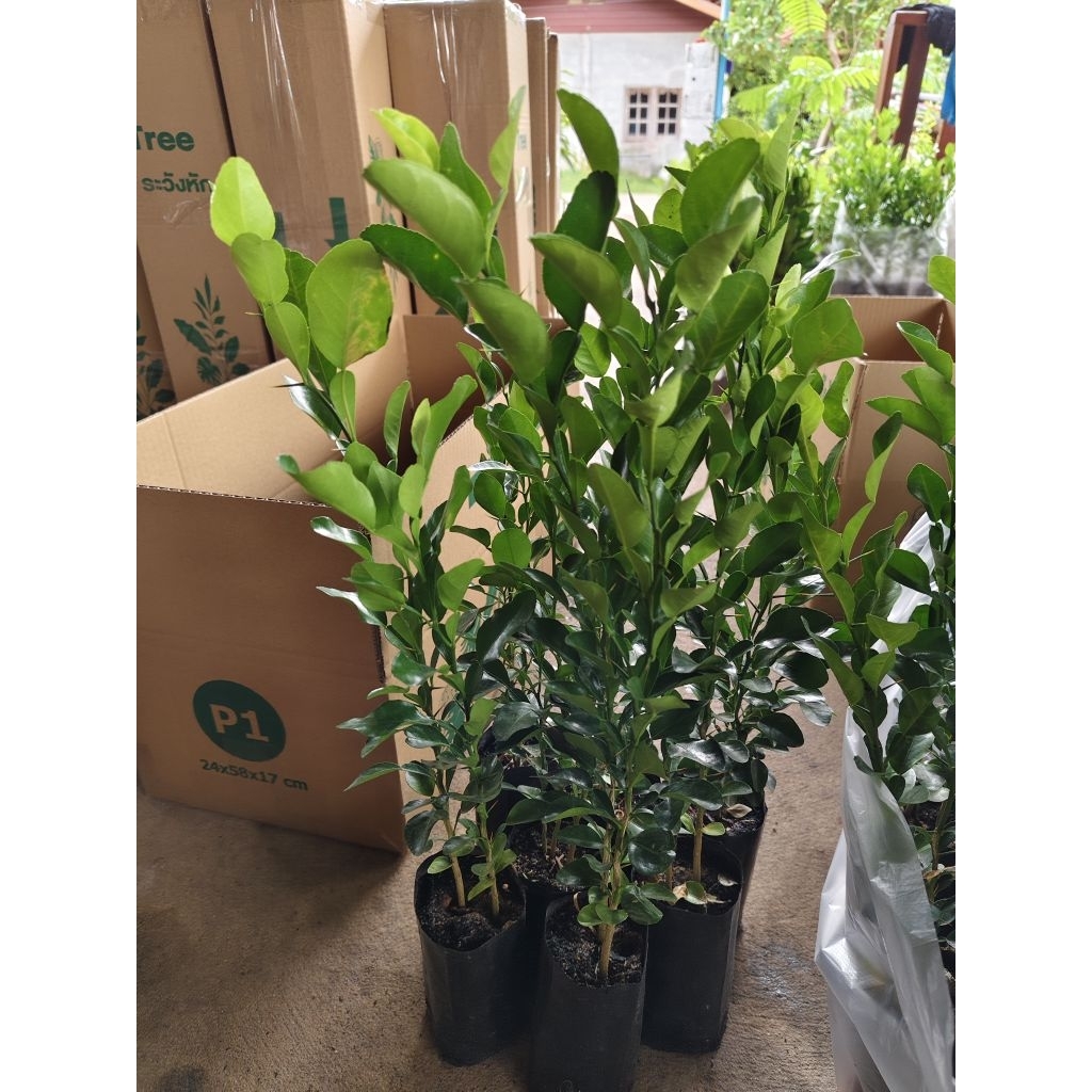 ต้นมะกรูดหอม เพาะเมล็ด(3แถม1)  🌿ใบหอม กลิ่นแรง ใช้ทำอาหารได้จริงต้นแข็งแรง เลี้ยงง่าย