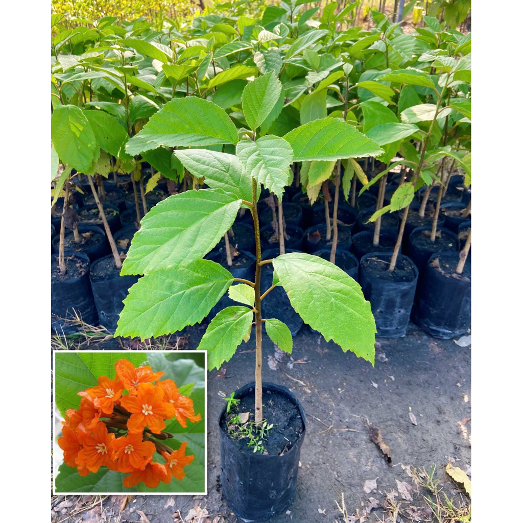 ต้นคอร์เดีย ( สูง 30-50cm) ดอกสีส้มสดใส ไม้สมุนไพร ทนแล้ง ออกดอกตลอดทั้งปี ต้นแข็งแรง พร้อมปลูก