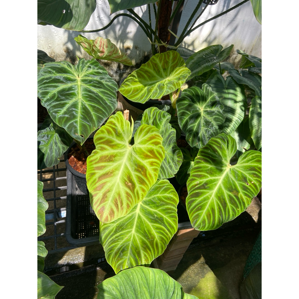 Philodendron verrucosum ฟิโลเดนดรอน เวอร์รูโคซั่ม เป็นไม้เลื้อย เป็นต้นไม้อีกหนึ่งชนิดที่หายากและน่าสะสมแดง