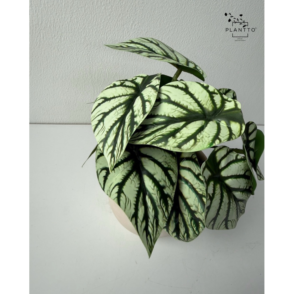 ต้นไม้ปลอม Alocasia Silver กระถางดินเผากว้าง 11 cm สูงรวม 20 cm - รูปที่ 3