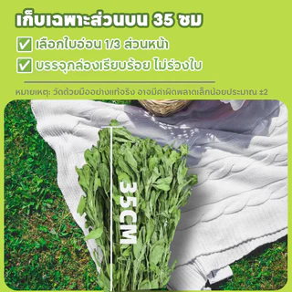 PETLUSCI หญ้ากระต่าย หญ้าอัลฟาฟ่า 1KG พรีเมี่ยม ใบล้วน อบลมร้อน ไม่สับ ไร้ฝุ่น กระรอก สำหรับ กระต่าย