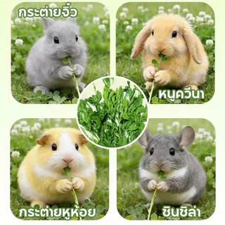 PETLUSCI หญ้ากระต่าย หญ้าอัลฟาฟ่า 1KG พรีเมี่ยม ใบล้วน อบลมร้อน ไม่สับ ไร้ฝุ่น กระรอก สำหรับ กระต่าย