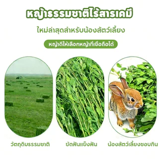 PETLUSCI หญ้ากระต่าย หญ้าอัลฟาฟ่า 1KG พรีเมี่ยม ใบล้วน อบลมร้อน ไม่สับ ไร้ฝุ่น กระรอก สำหรับ กระต่าย