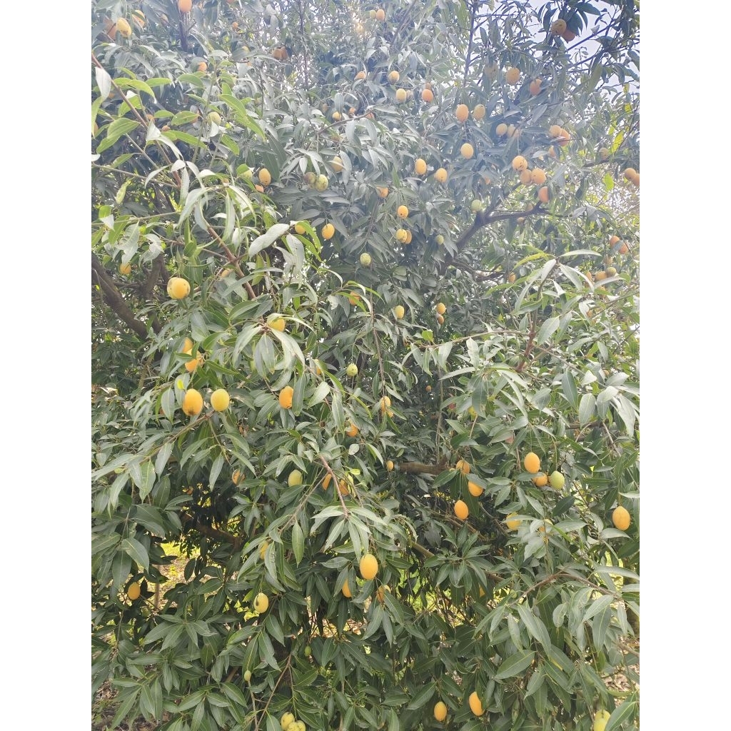 มะปรางหวาน บ้านแลง ระยอง✅เบอร์ผิวลาย✅ (ไม่มีผลต่อเนื้อข้างใน)ส่งตรงจากชาวสวน ขนาด1 กก. - รูปที่ 4