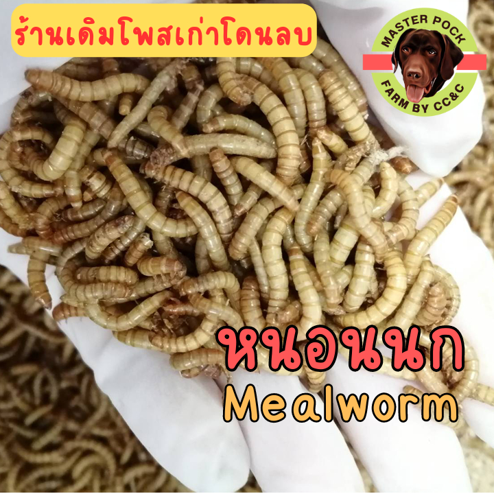 หนอนuก หuอนนกสด อาหารสด (รับประกัน) ** อาหารเสริมโปรตีนสัตว์เลี้ยง **