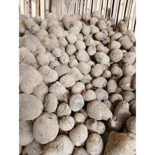 มันพร้าว กิโลละ 80 บาท มันพร้าว มันเพิ่ม