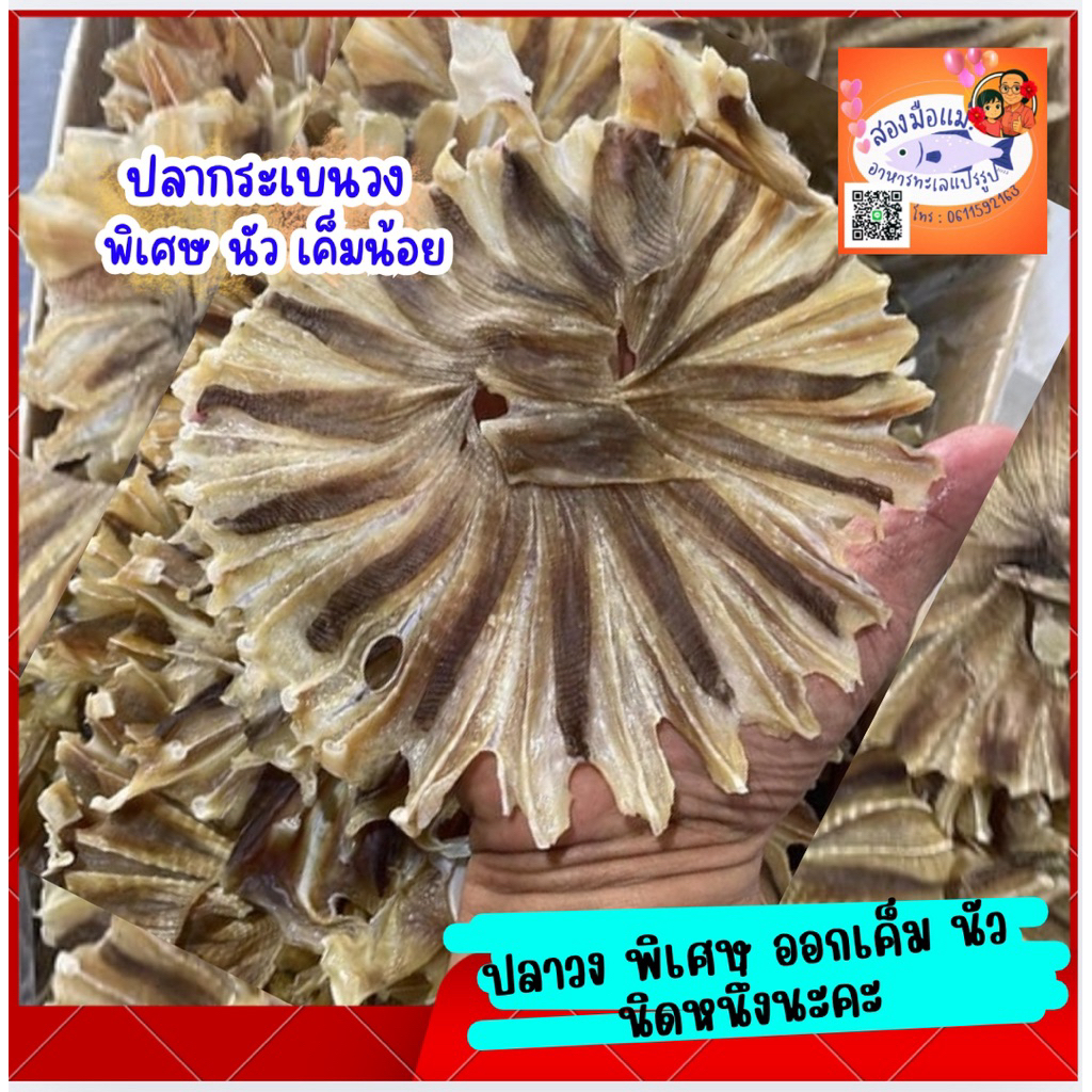 ปลาวง หรือ ปลากระเบนวง ขนาด 450 กรัม ตัวนี้เป็นปลาวงเค็มน้อย ไม่จืด และไม่เค็ม กำลังพอดีกินเลยค่ะ