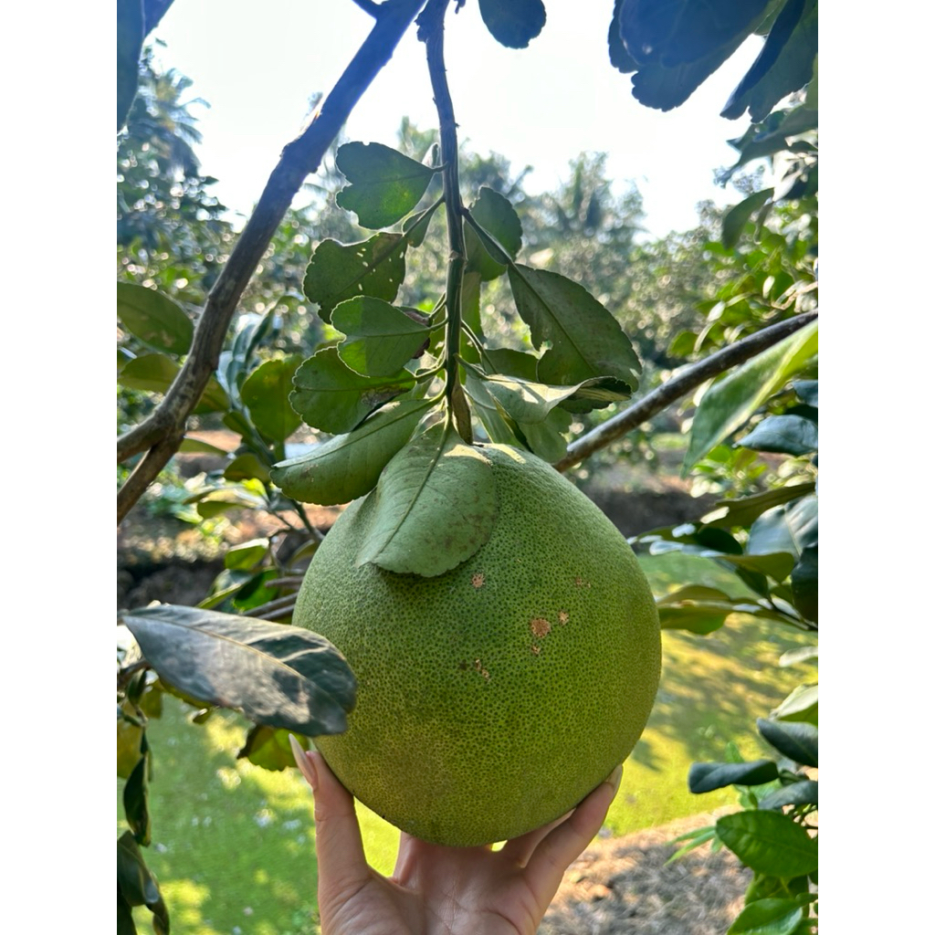 รูปภาพ 5