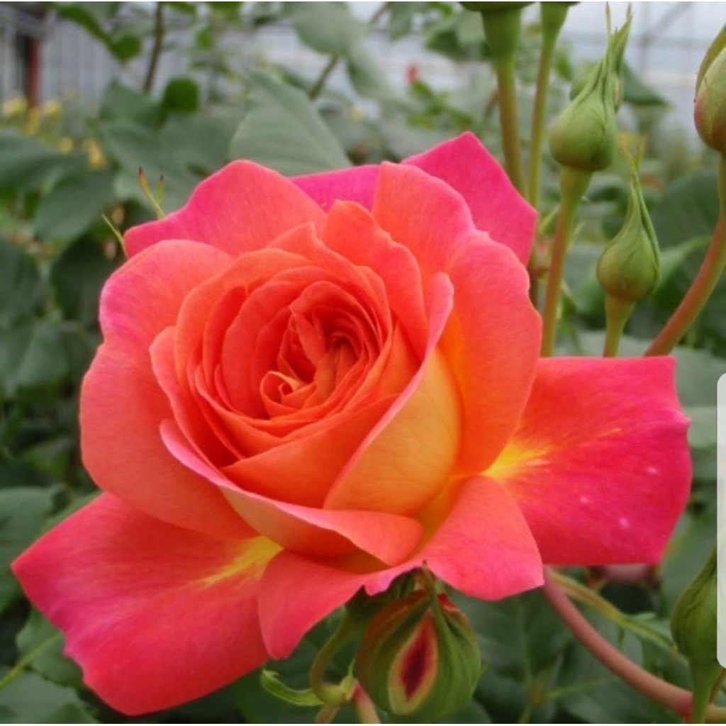 กุหลาบ-มิดซัมเมอร์ ”Midsummer“ เปลี่ยนสี ส้ม-ชมพู ดอกเป็นช่อ บานทน เลี้ยงง่าย