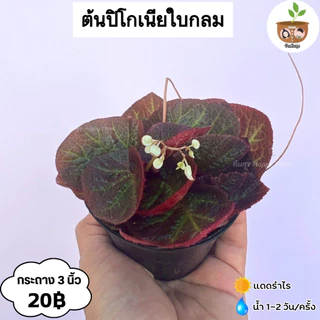 ต้นปิโกเนียใบกลม จัดส่ง 2 ต้นขึ้นไป คละแบบได้
