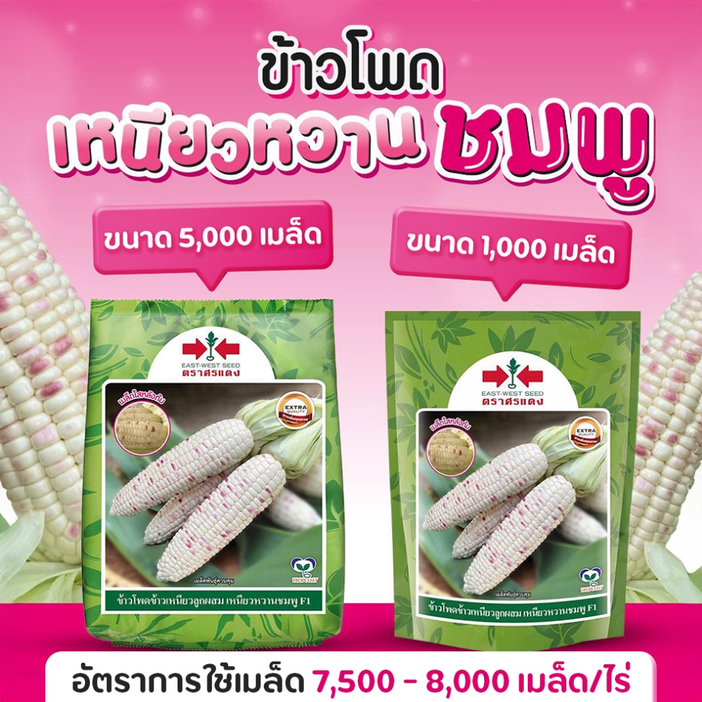 ข้าวโพดเหนียวหวานชมพู 2 สีในฝักเดียว [ขาว ชมพู]