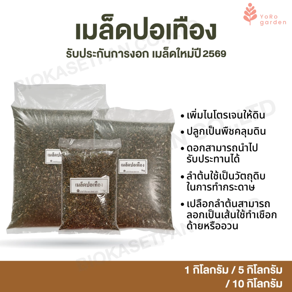 เมล็ดปอเทือง1kg รับประกันการงอก เมล็ดใหม่ปี2569 แห้ง งอกดี เพิ่มไนโตรเจนให้ดิน มีสต๊อกตลอดปี