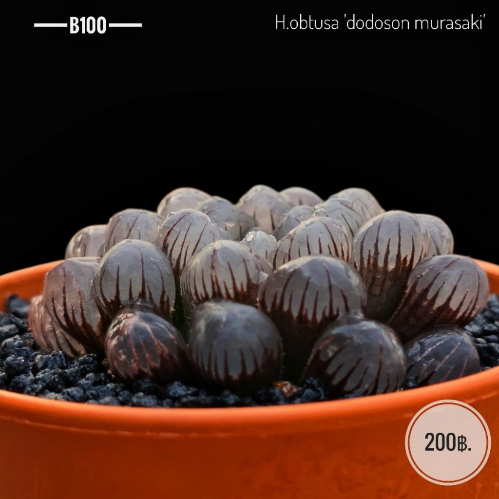 H.obtusa 'dodoson murasaki' B100 ฮาโวเทียอ๊อปทูซ่าโดโดซอน มุราซากิ